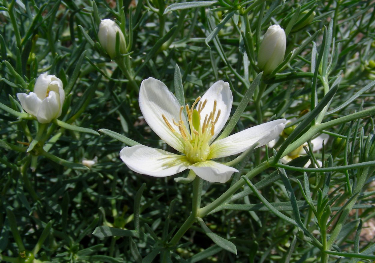 Гармала ВЕДЬМИНА трава