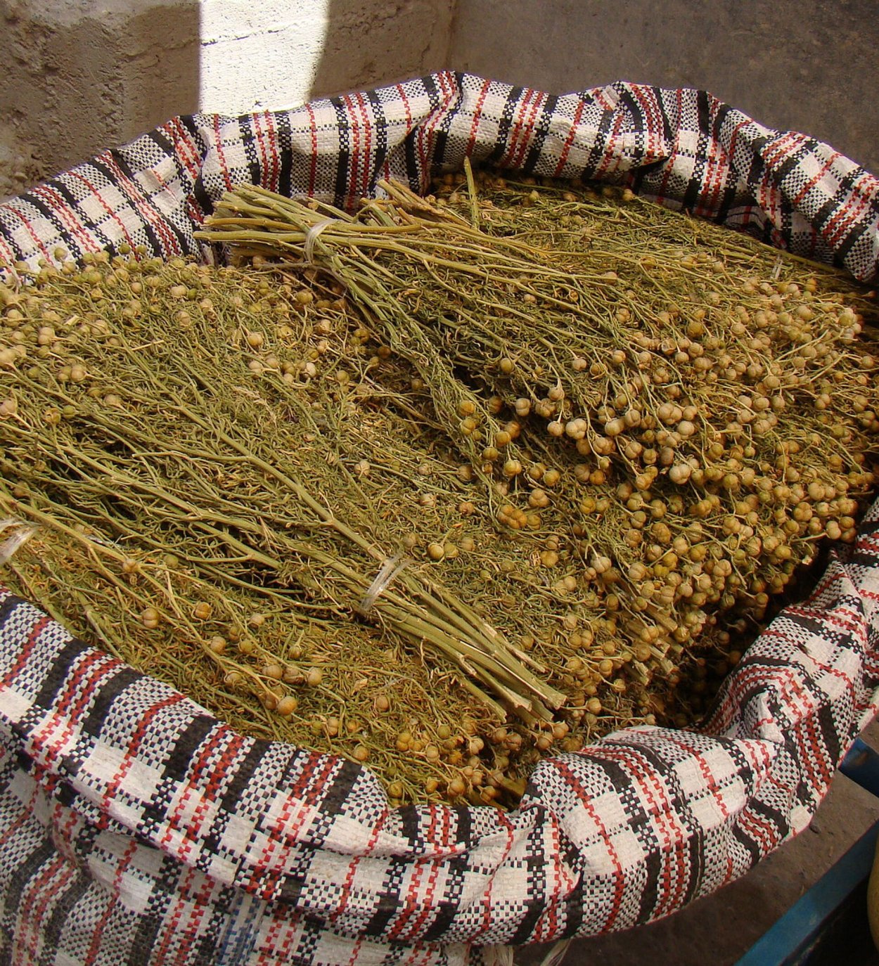 Гармала ВЕДЬМИНА трава