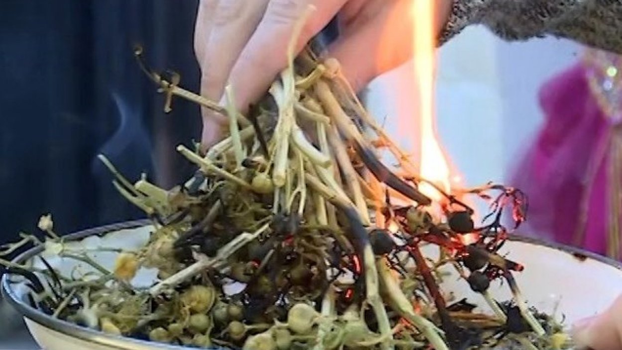 Гармалы обыкновенной трава микроскопия