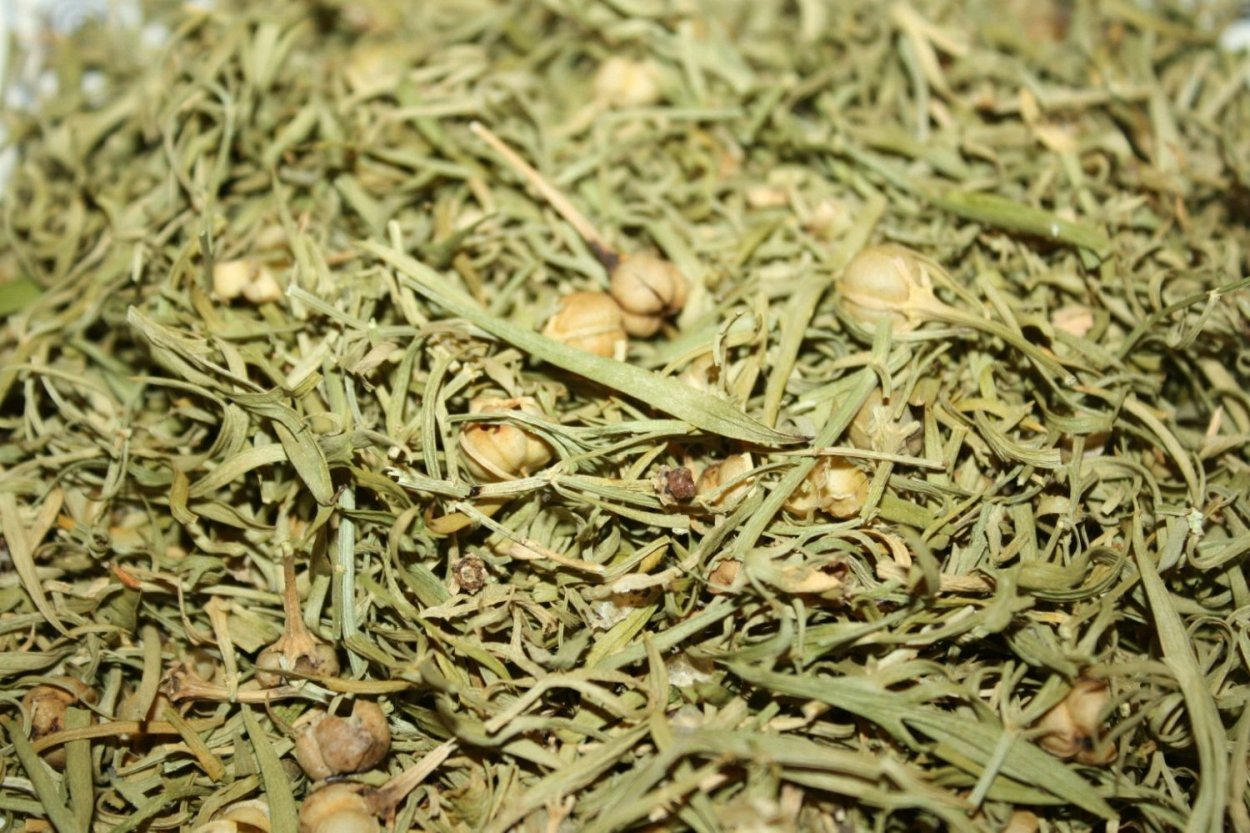 Гармалин растение