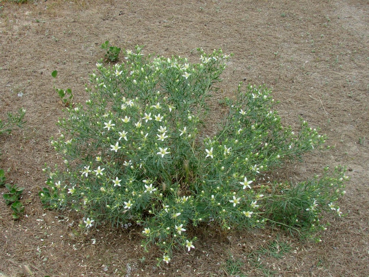 Гармала ВЕДЬМИНА трава