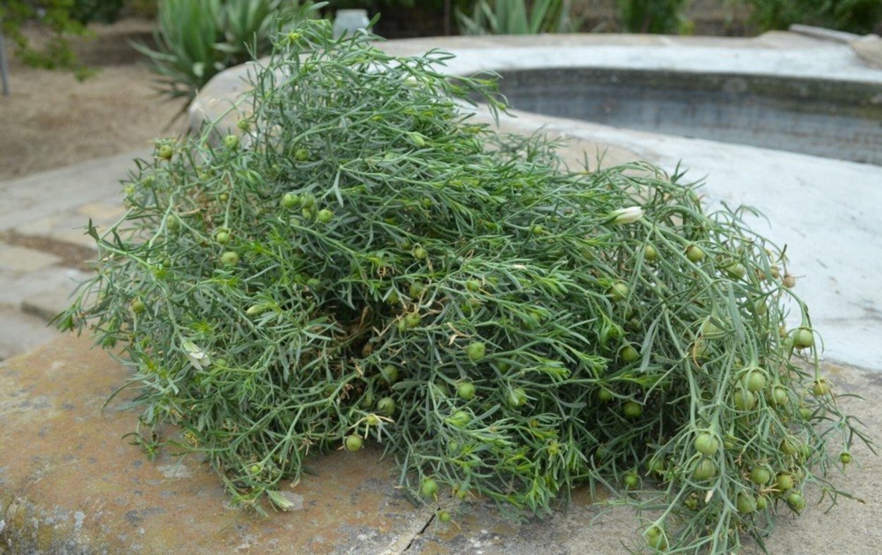 Гармала чернушковая