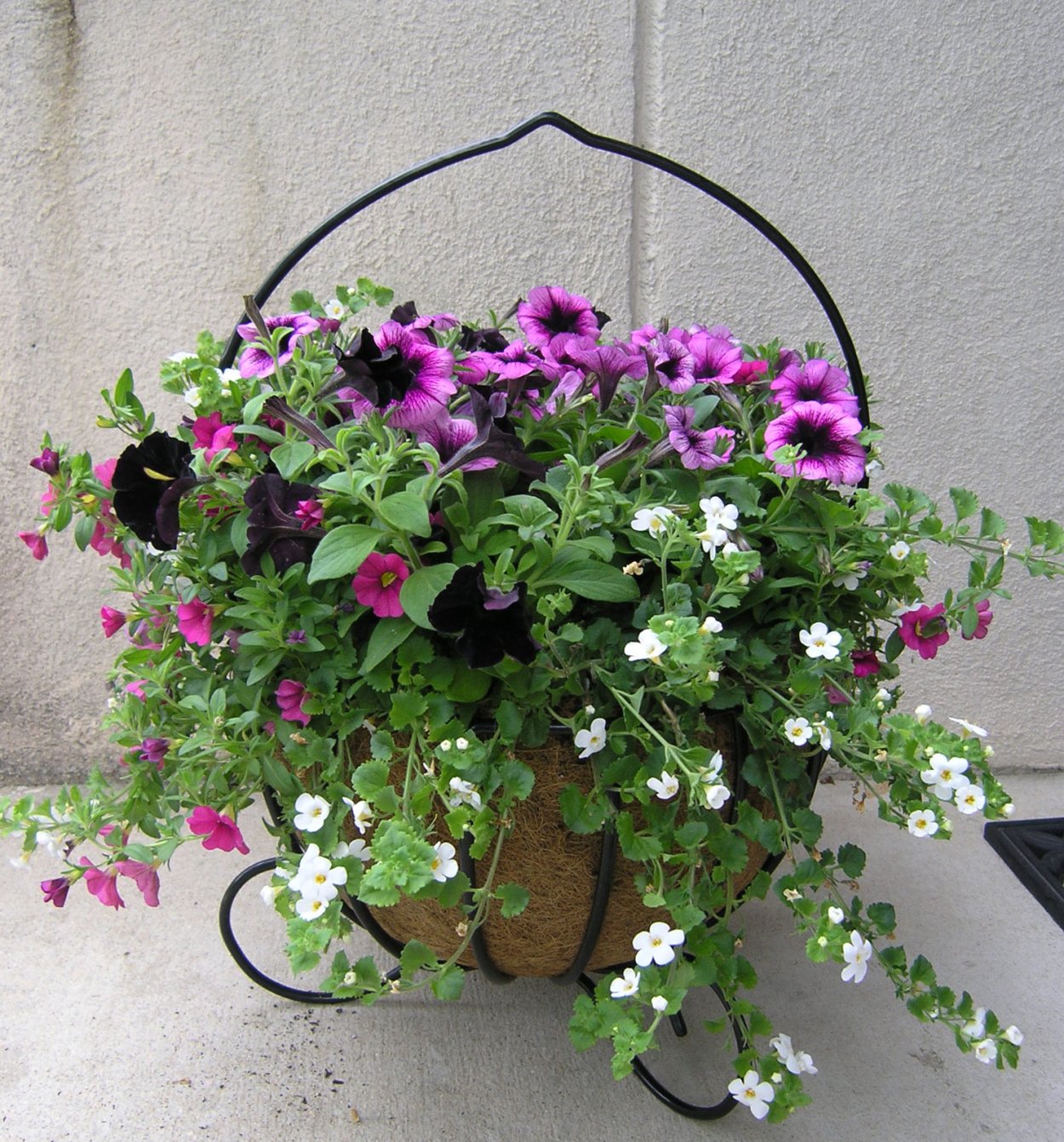 Петуния калибрахоа Бакопа