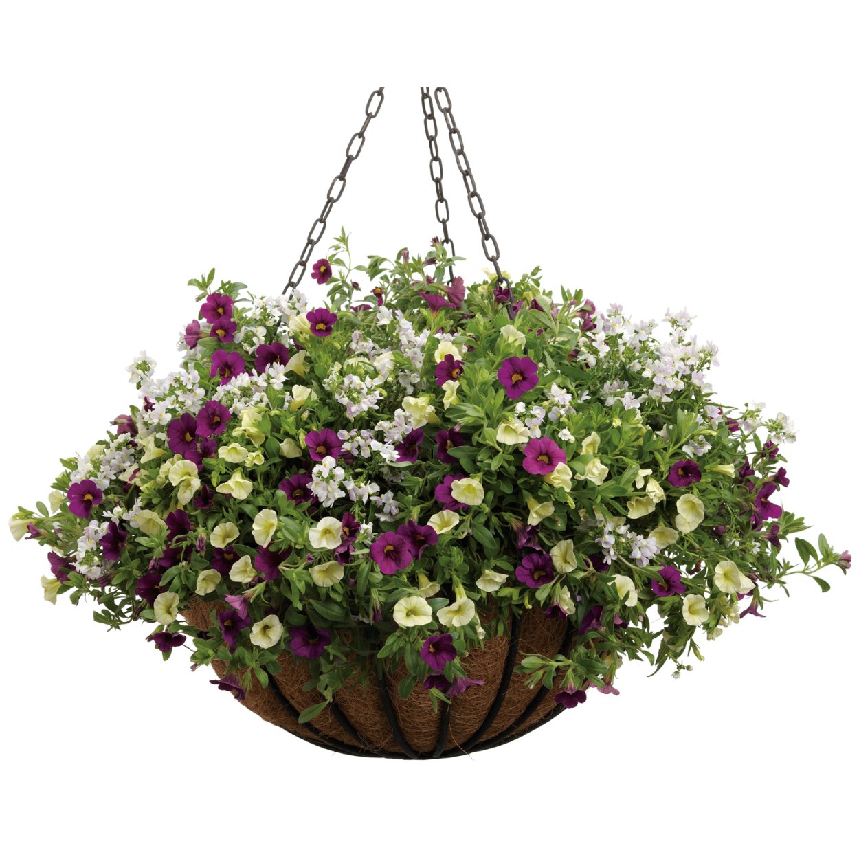 Виола и калибрахоа в кашпо