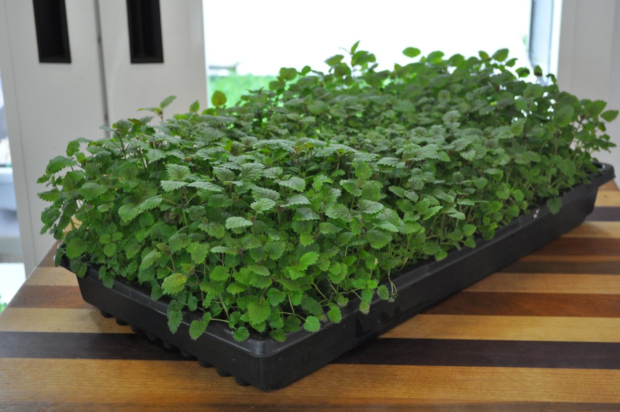 Микрозелень Мелисса лимонная