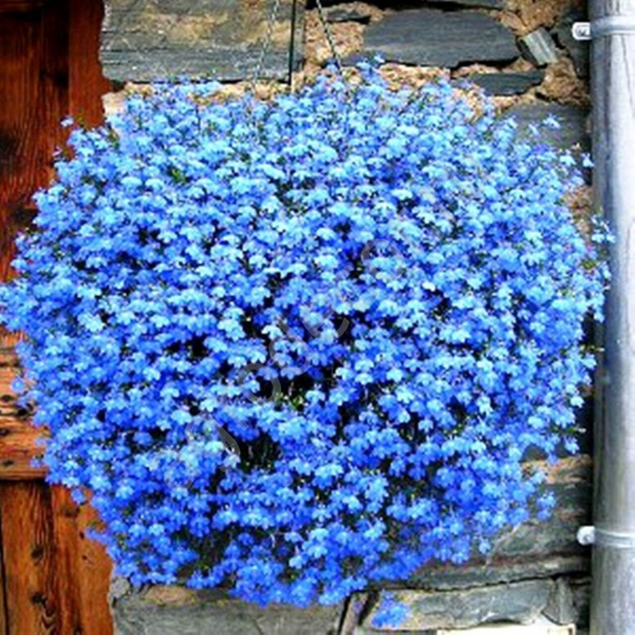 Лобелия ампельная Каскад