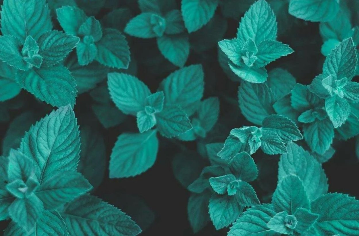 Мятный цвет