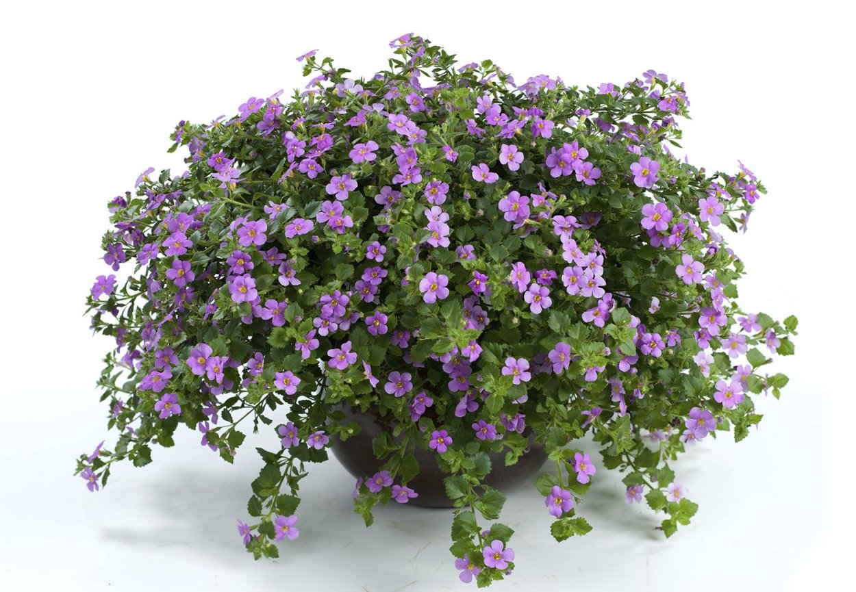 Цветок Бакопа ампельная