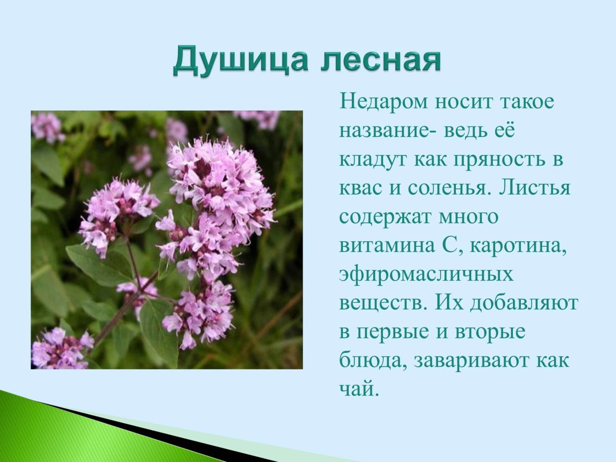 Душица обыкновенная в Саратовской области