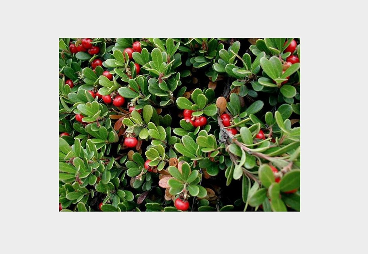 Коровяк (Вербаскум) скипетровидный