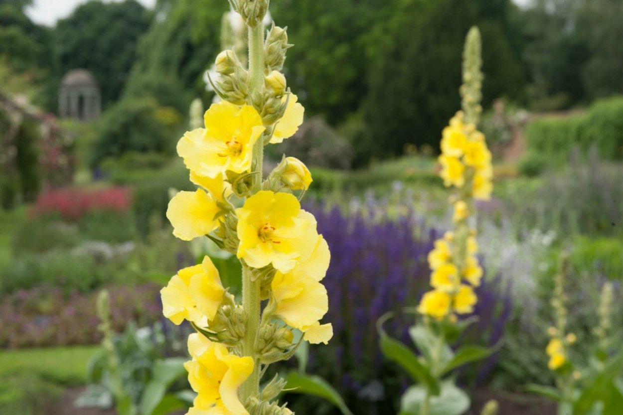 Коровяк густоцветный