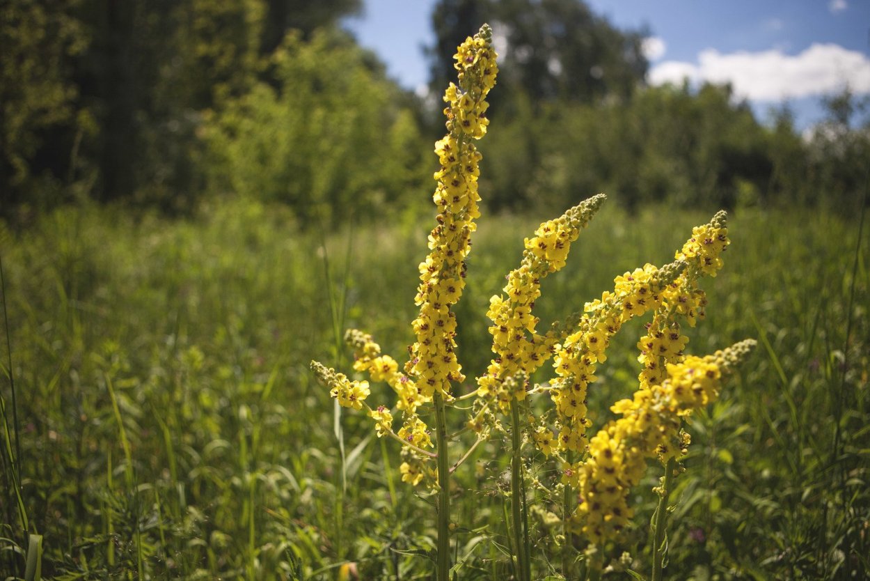 Коровяк (Вербаскум) Царский скипетр