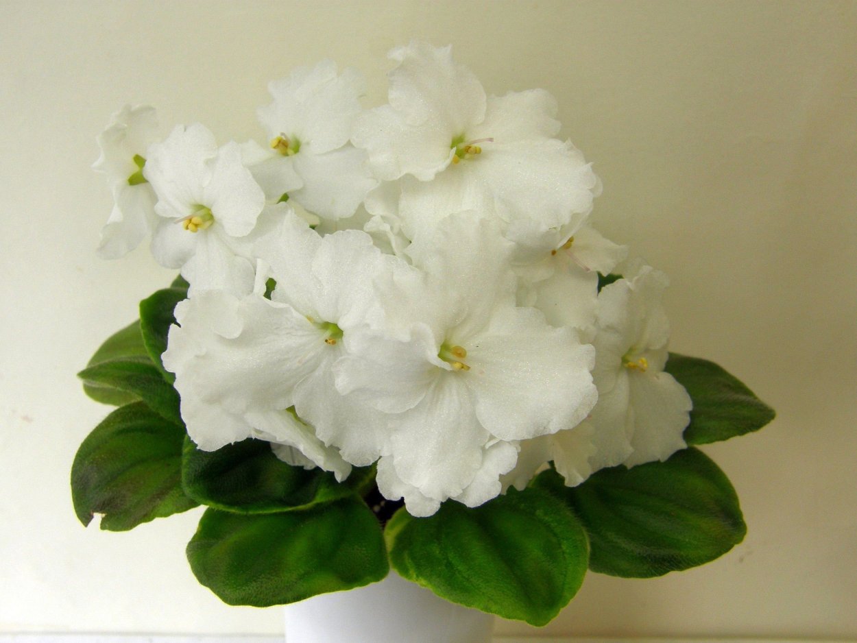 Фиалка Невская Сивилла