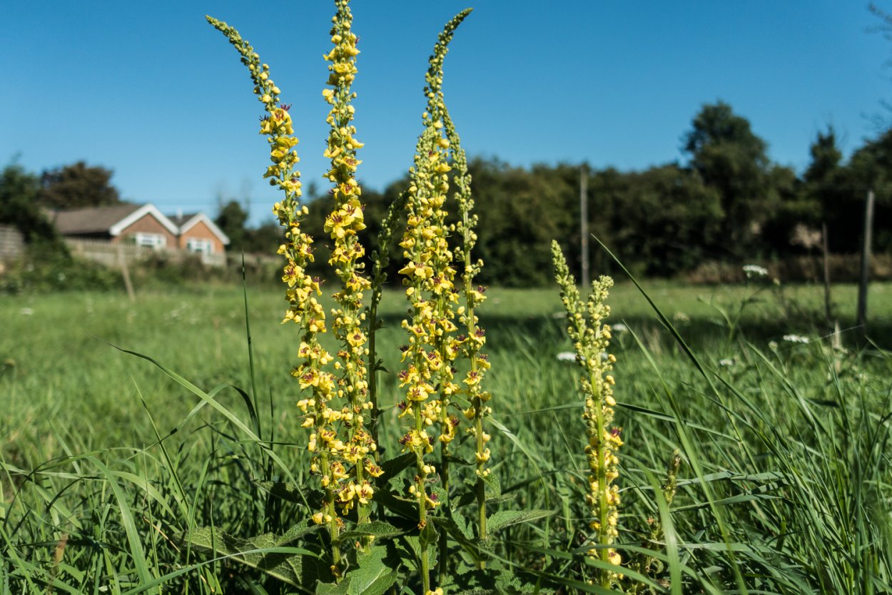Коровяк Восточный