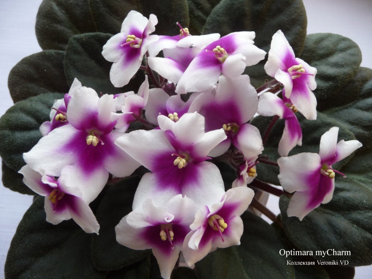 Ramblin Firedance фиалка