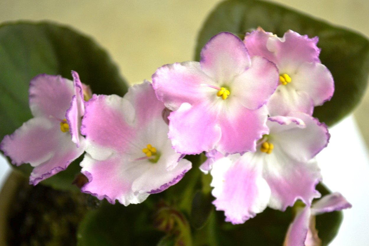 Фиалка Инфант