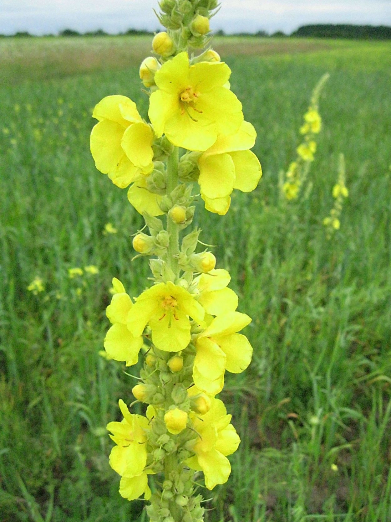 Салат Медвежье ушко листовой 1г (евро-семена) - новинка!