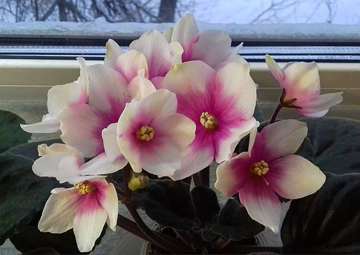 Фиалка Ле мадам Клико