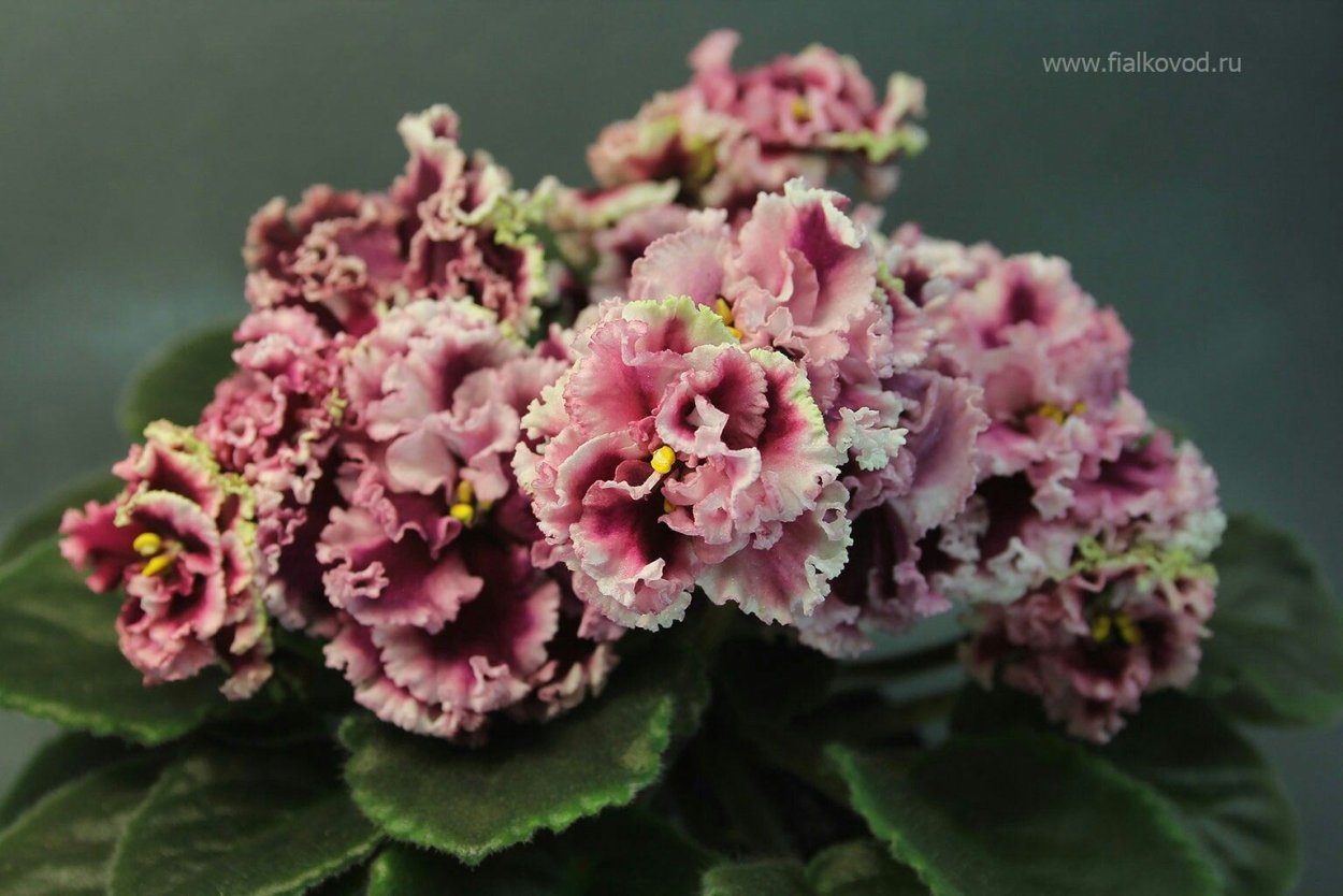 Фиалка Оптимара Барбара