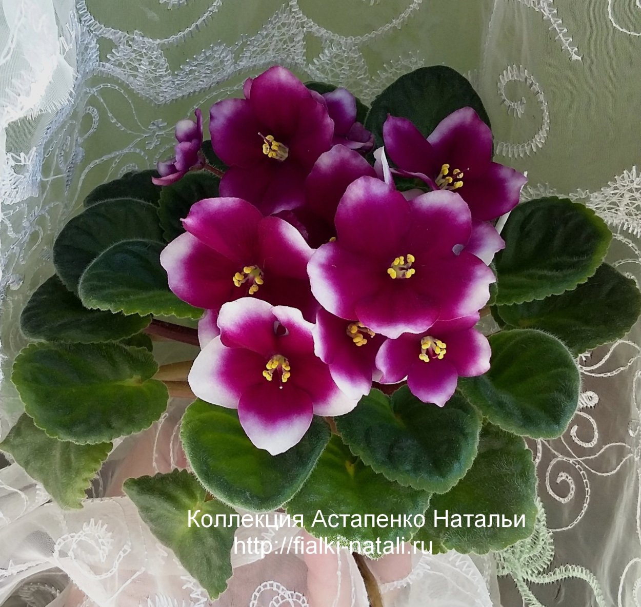 Фиалка Оптимара Дрим