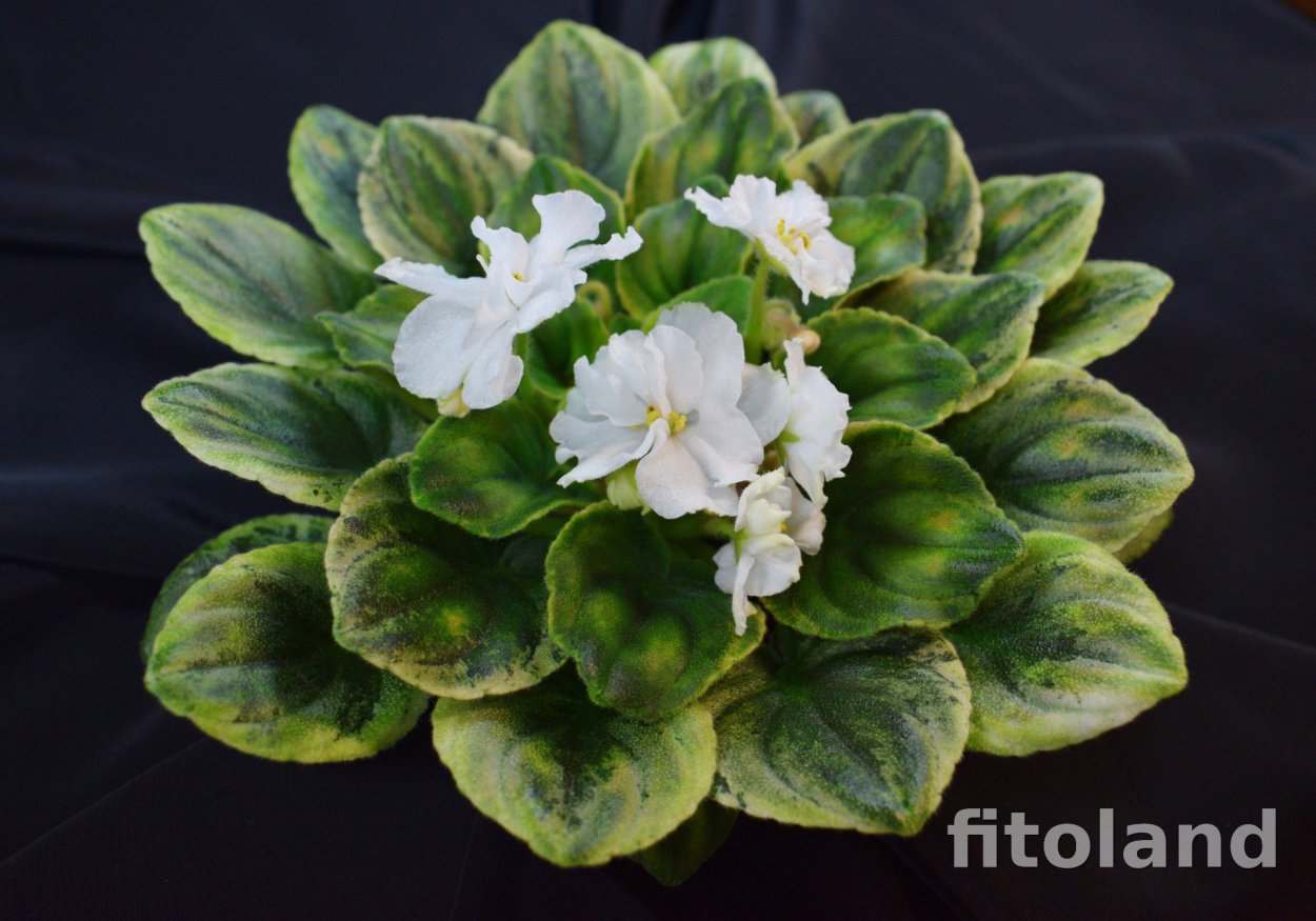 Фиалка джунгарик