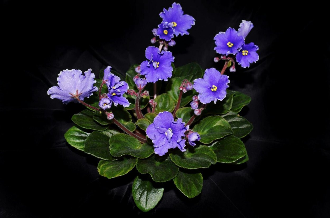 Hunter's Enigma фиалка