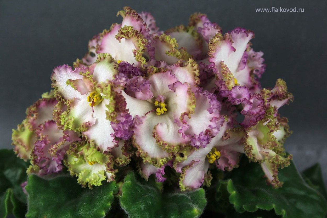 Сорт фиалки Мон сен Мишель