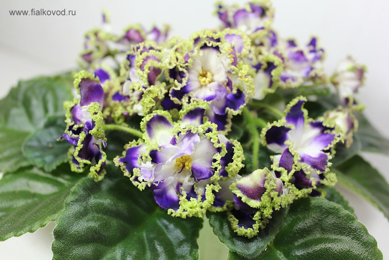 Фиалка ЛФ майские пионы