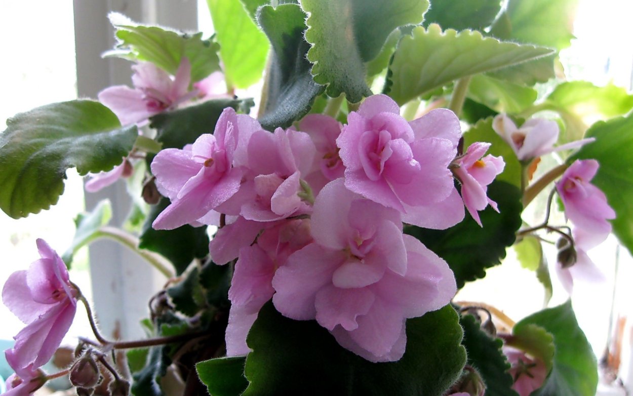 Optimara Millennia фиалка