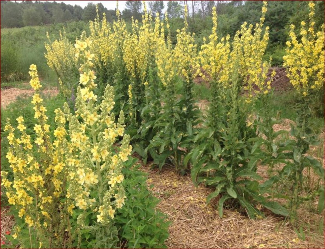 Коровяк обыкновенный