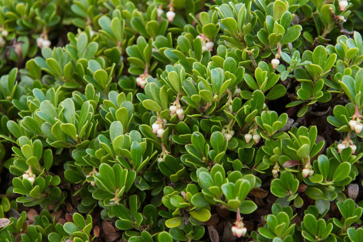 Толокнянка обыкновенная (Arctostaphylos UVA-ursi (l.) Spreng.)