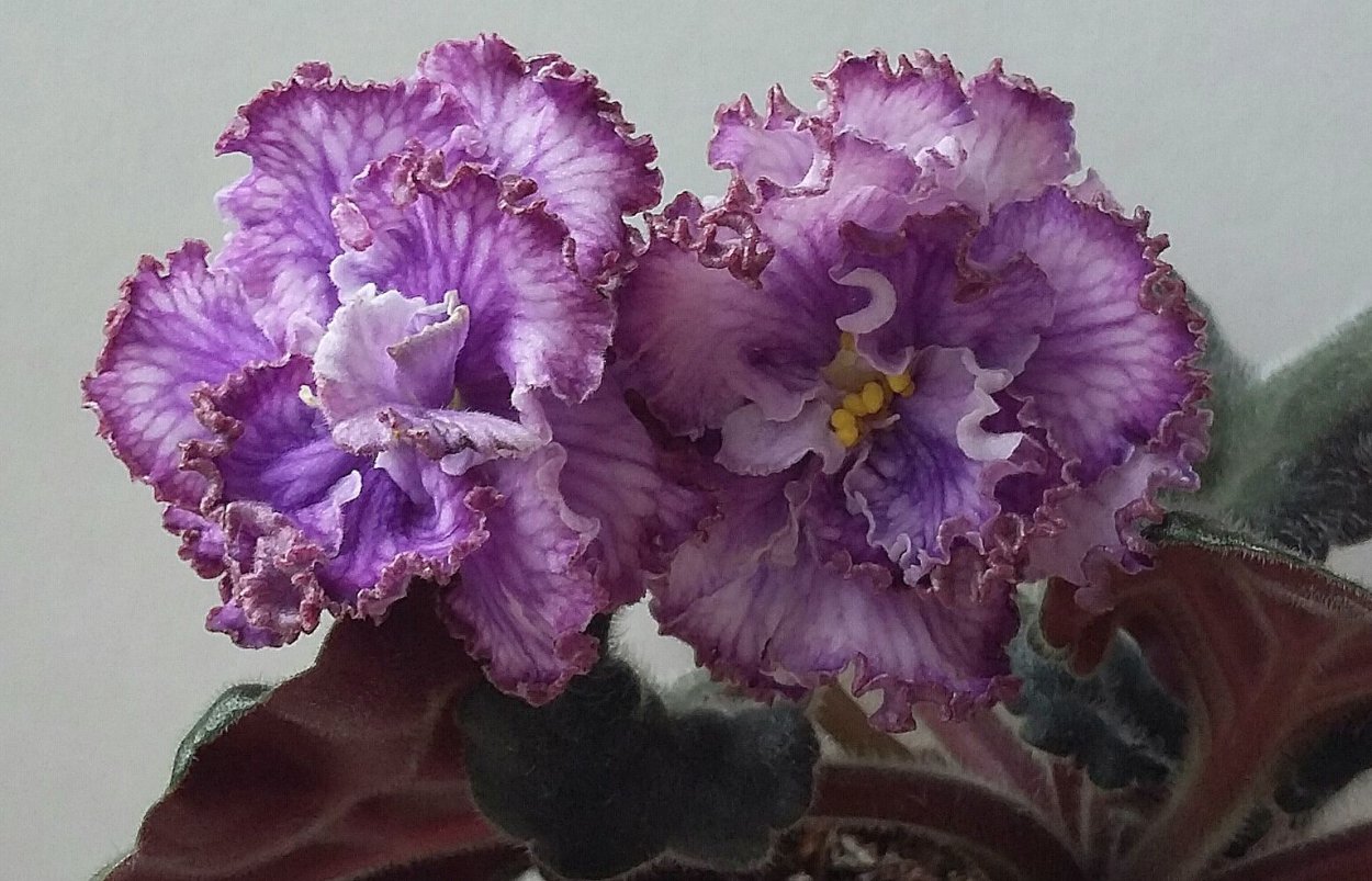 Сорт фиалки ЕК-сиреневая акварель