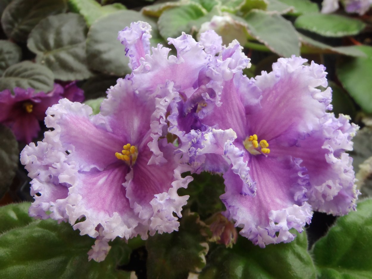 Сорт фиалки Ле Галатея