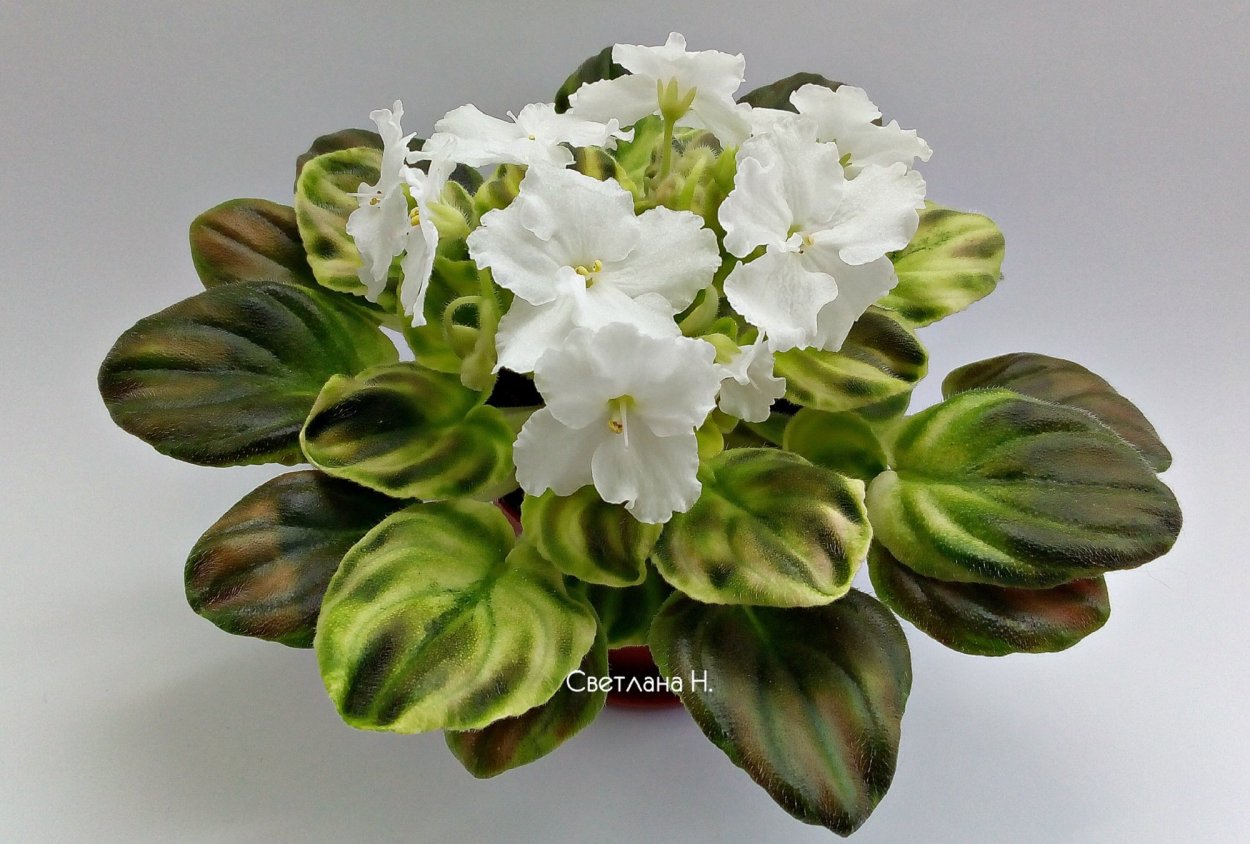 DS джунгарик фиалка