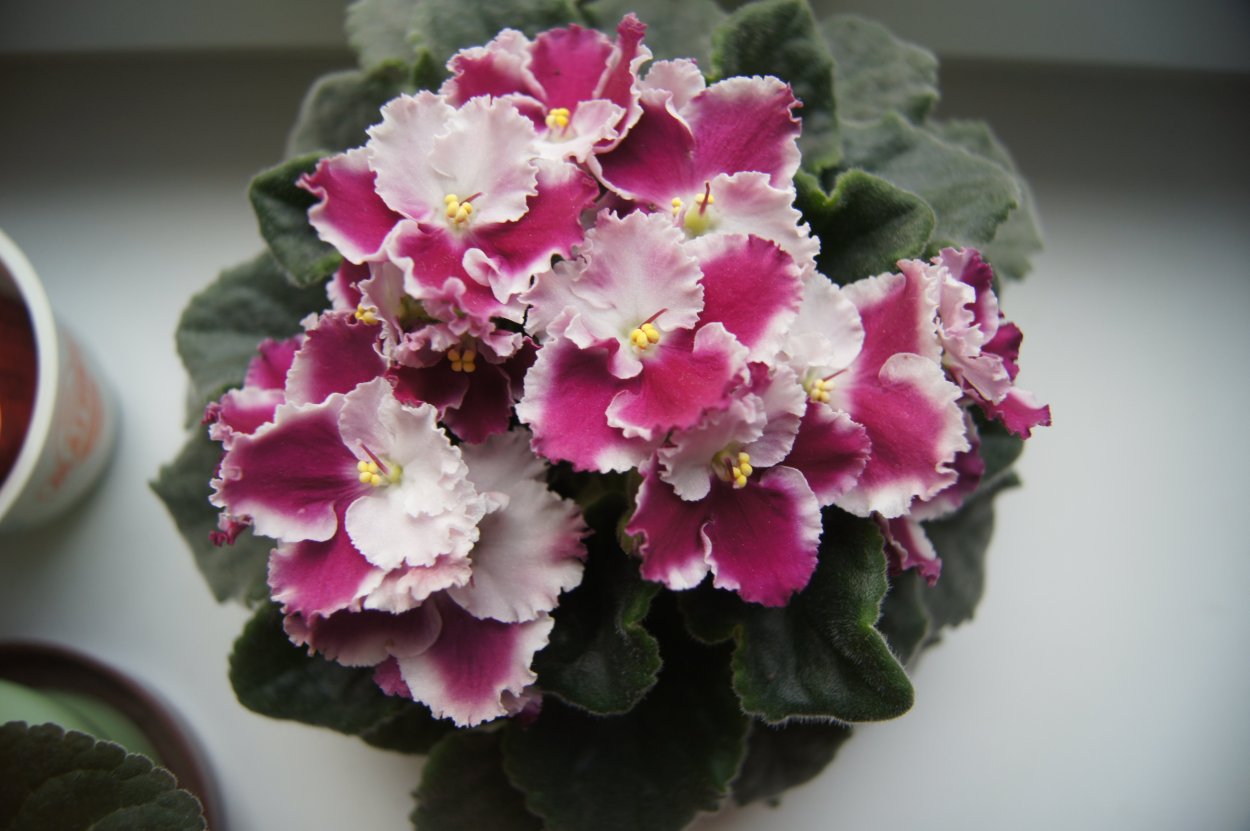 Фиалка Оптимара лав