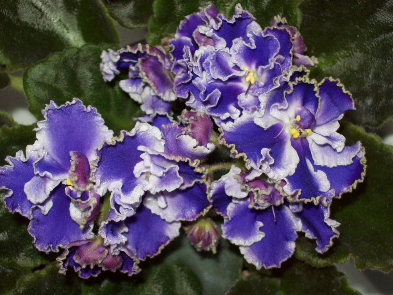 РС Мадлен фиалка