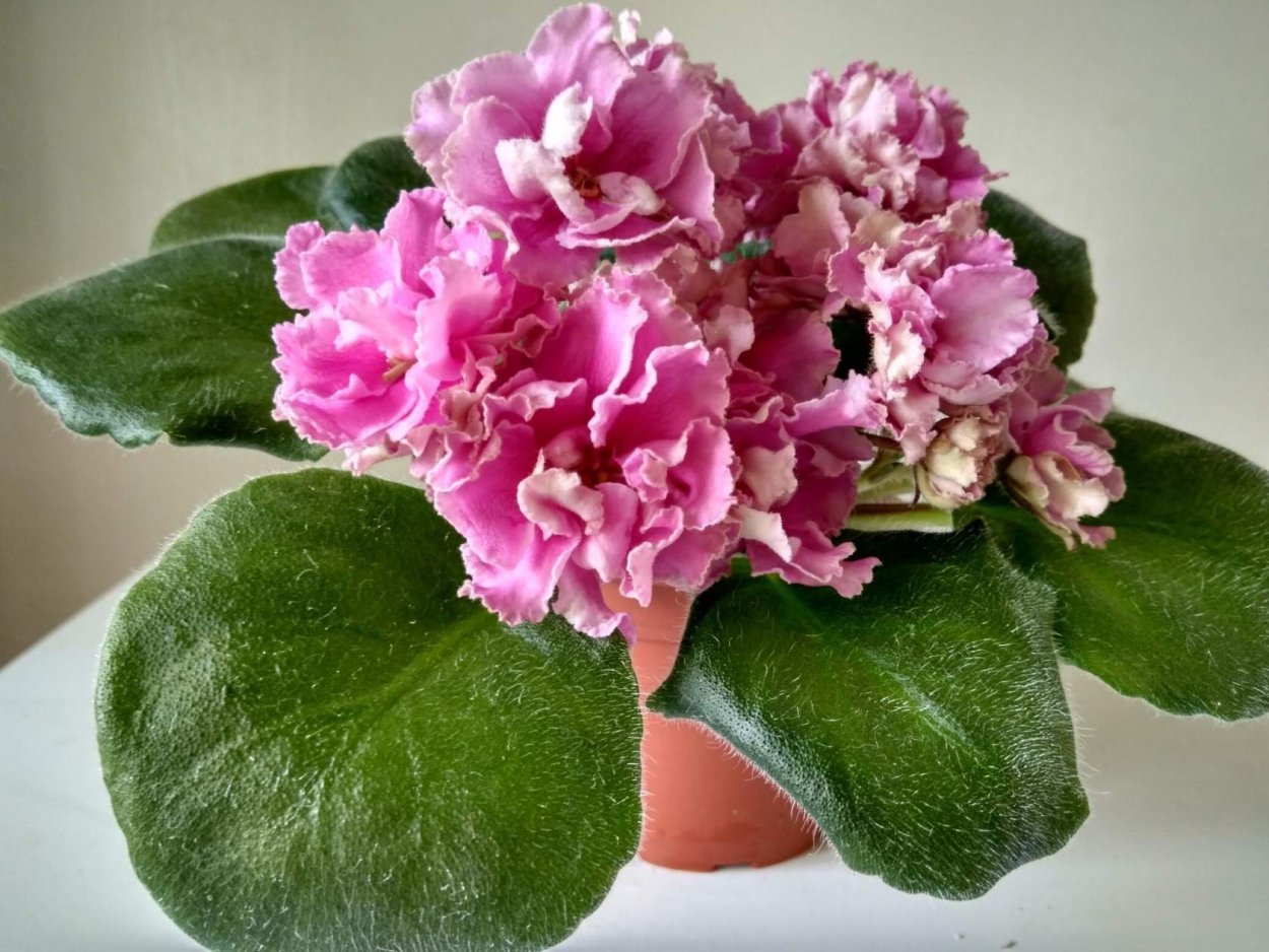 Фиалка лиловый карильон