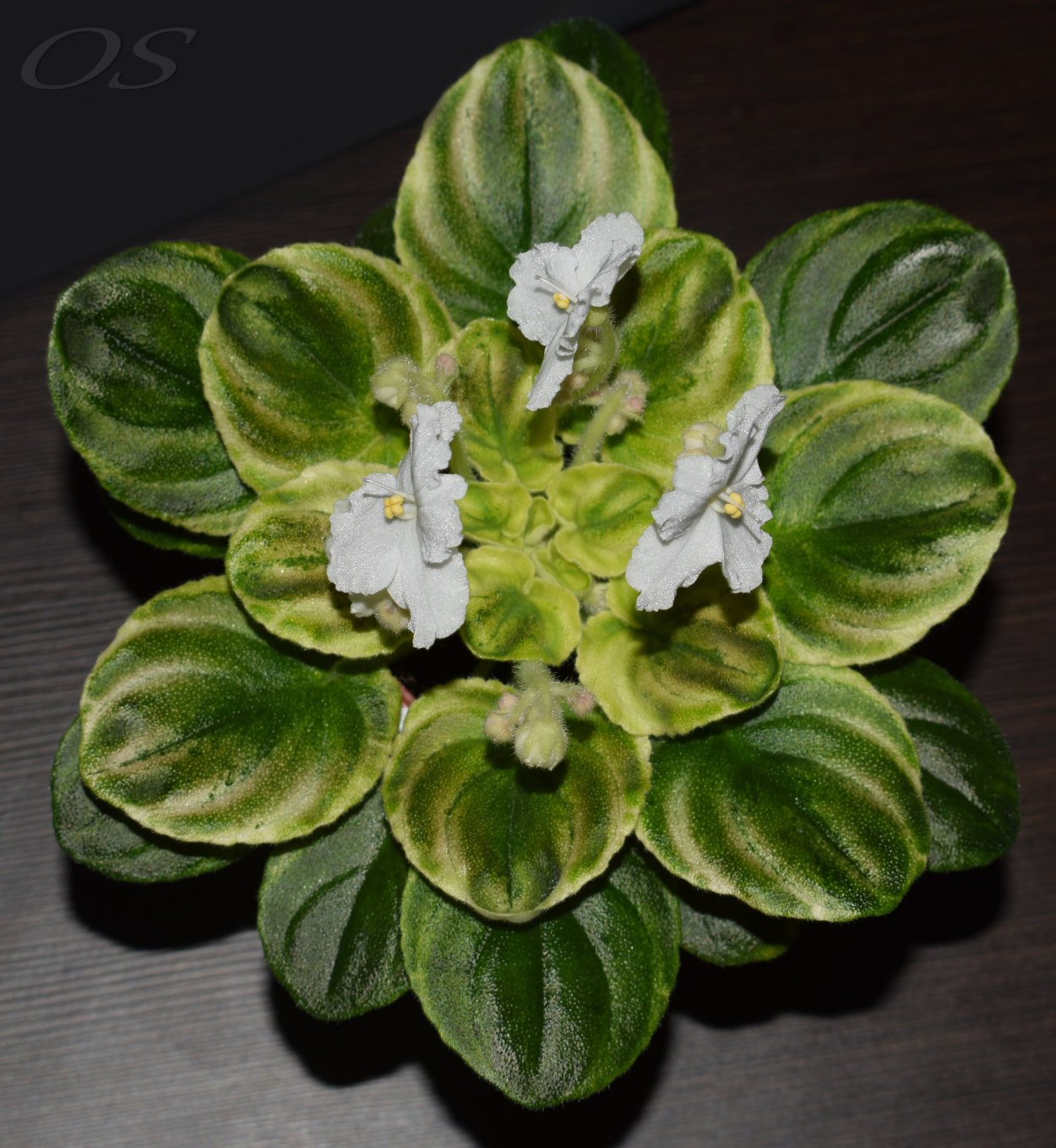 DS джунгарик фиалка