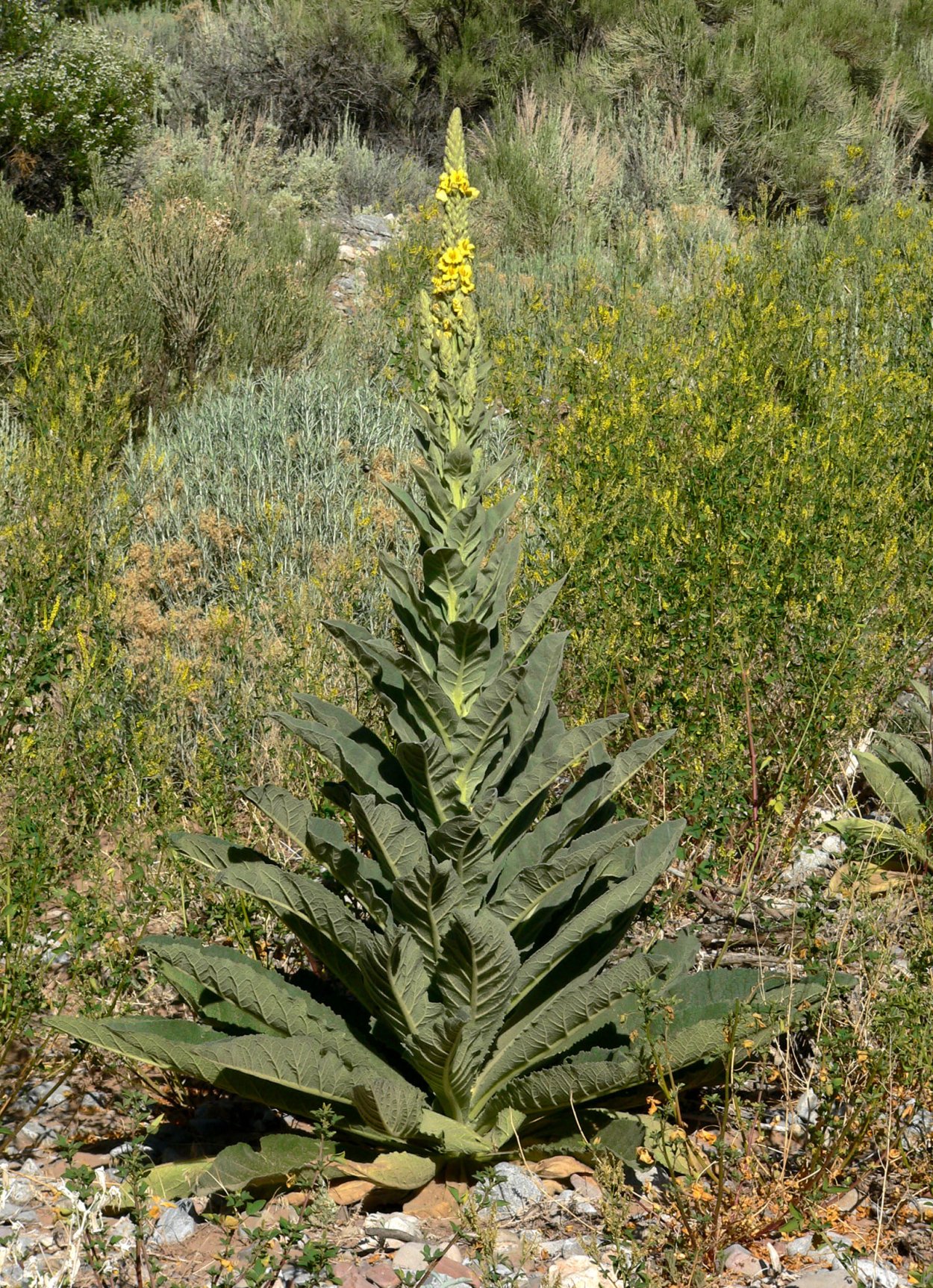 Verbascum Thapsus коровяк обыкновенный