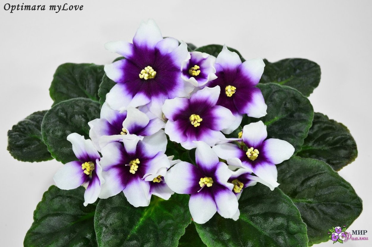 Optimara Delight фиалка