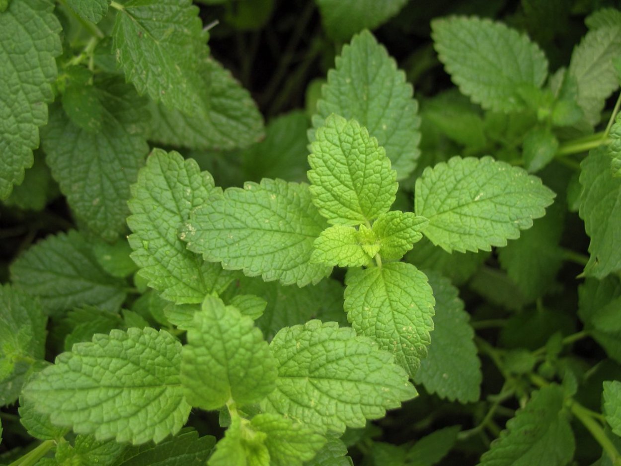 Кроличья мята растение