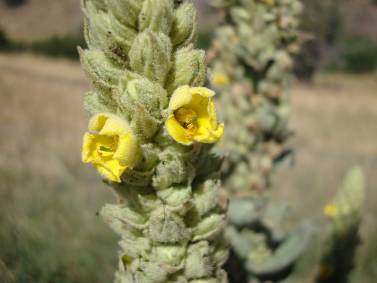 Стахис шерстистый 'Silver Carpet'