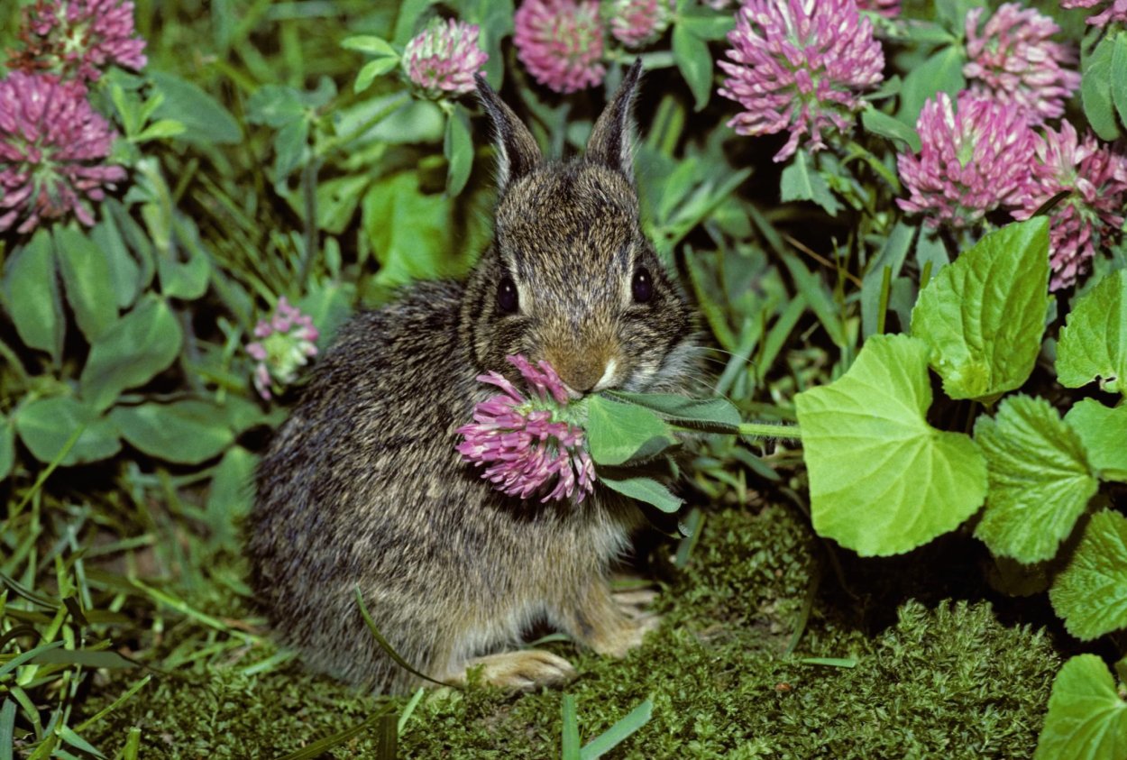 Заяц ест Клевер
