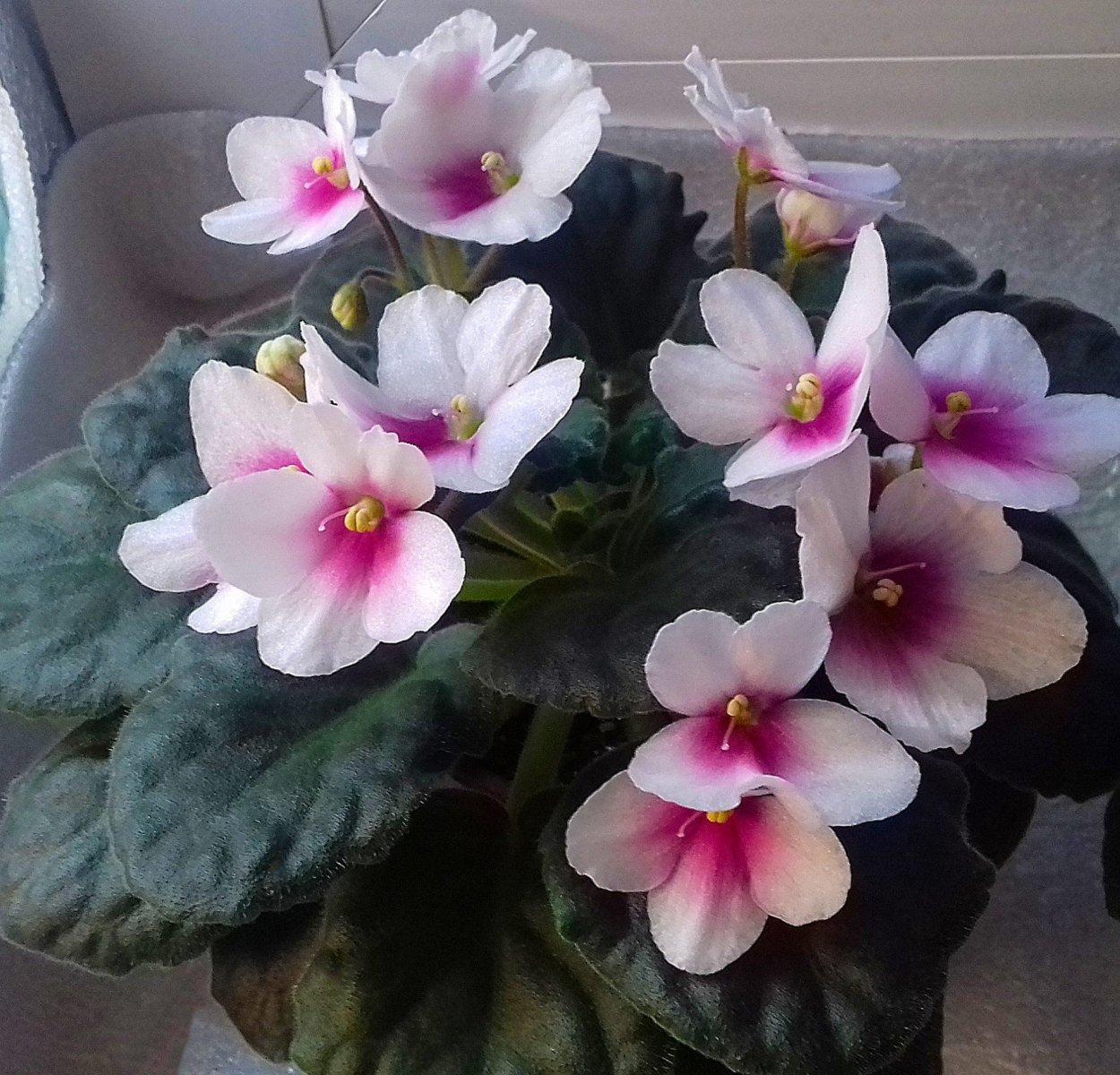 Оптимара Дезире