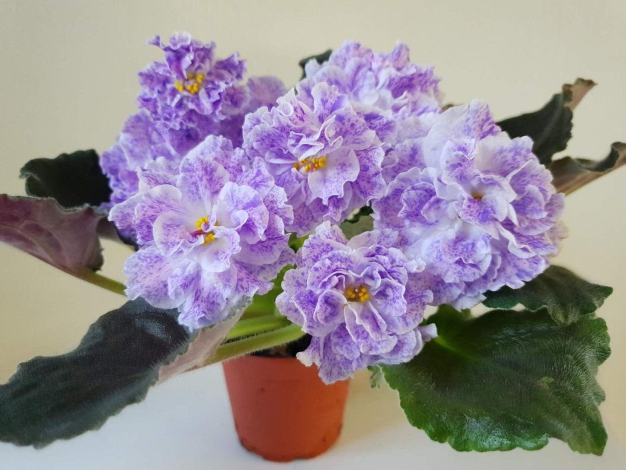 Фиалка Buckeye seductress