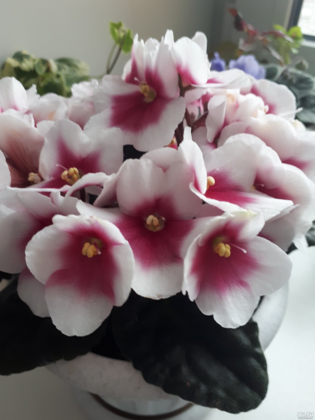 Фиалка Оптимара Дезире