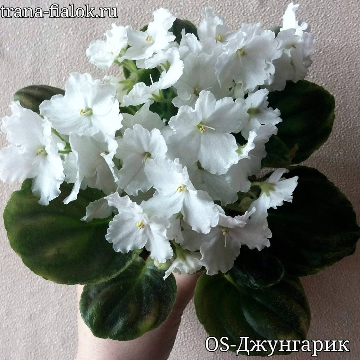 DS джунгарик фиалка