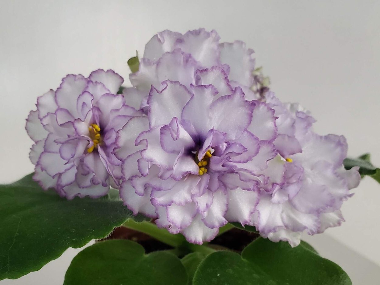 Фиалка РС Лугань