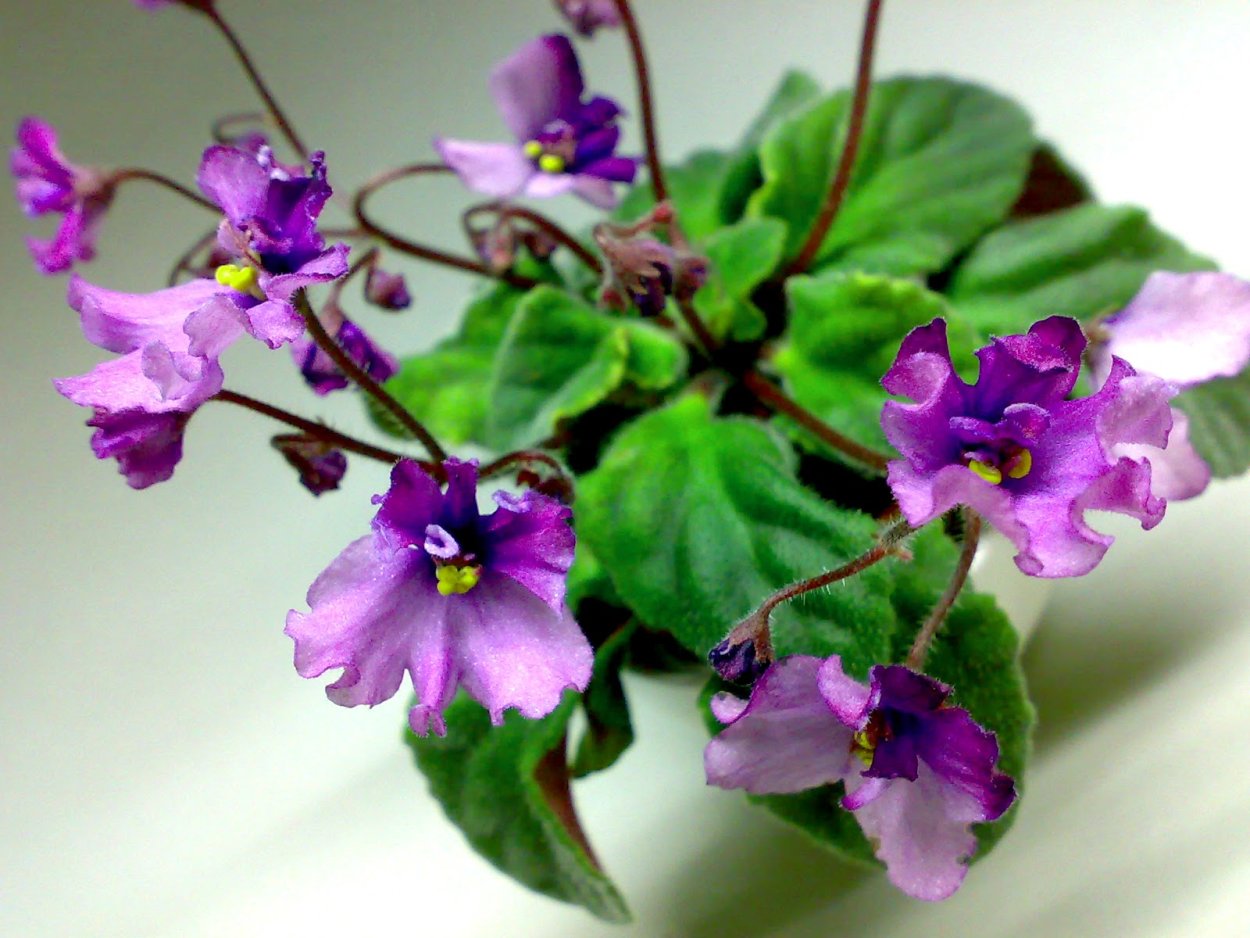 Сенполия тайное желание