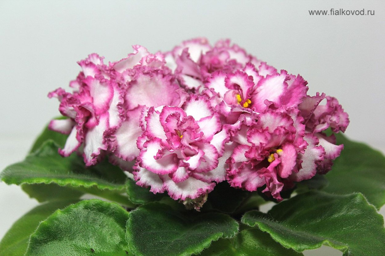 Фиалка нд первоклашка